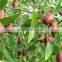 Dried Sweet jujube and Organic red dried jujube