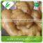High quality fresh fat ginger product