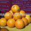 2015 navel orange supplier in china with best price
