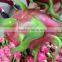 VIETNAMA DRAGON FRUIT
