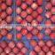 2014 New Crop fresh Fuji Apple, sweet red Fuji Apple Fruit From yantai,gansu /shanxi China