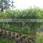 Natural Evergreen Ficus Benjamina L