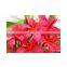 Red Flower Plumeria Rubra L. Cv. Acutifolia