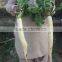 Hybrid Radish Mino Early Long White Seeds