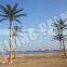 Decoration Home Dry Coconur Palm Tree For Decoration Decorative Artificial Plant