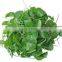 100% Natural Centella Asiatica Extract