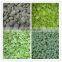 High quality IQF Frozen Green or White Broad Bean