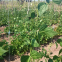 Garden PP Plastic Climbing Mesh Plant Flower Support Trellis Net