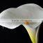 Top quality new coming produce flower beautiful calla lily