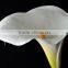 Popular new products 2016 calla lily wedding china based