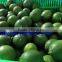 FRESH SEEDLESS LIME ( M : 0084907920885)