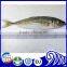 Frozen Round Scad Mackerel Fish