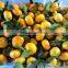 New crop fresh mandarin orange with good quality and cheaper price
