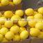 Sichuan Good Quality Lemon