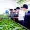 Fresh Lemon Exporter