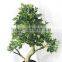 Mini Ficus Bonsai