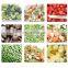 LONKIA Professional Tunnels Chicken Feet Shrimp IQF Quick Freezer Vegetable Freezing Machine