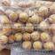 Hot sale snack frozen roasted octopus ball