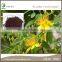 St.John's Wort Extract Powder in Herb Plant Extract