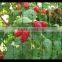 Inexpensive Plastic Bird Netting Trellis Net | Plant Garden Protect