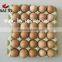 Paper Pulp Egg Carton / Egg Carton Plant (Cheap Price And Good Quality)