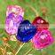 Popular shape of Crystal rose flower with high quality