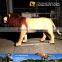 My Dino-C091 Life size animatronic wild animal model for sale