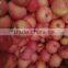 fresh china new crop of Fuji apples/cold room goods