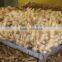 Fresh Ginger (air dried)