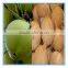 coconut shelling machine coconut shell removing machine/coconut sheller
