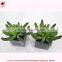 Artificial mini succulents potted succulent plant wholesale small succulent plants