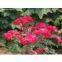 High quality natural plant extract Rose Extract