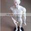 50cm acupuncture model - whole body model (50 cm)