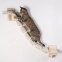 Meow Love Home Luxury Pet Cat Climbing Track Modern Wall Frame Multi-Functional Toy Exercise