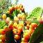 Best Organic Prickly Pear Seed Oil (Cactus Oil) Manufacturer