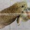 Factory direct supply Natural brown color Cheap Rabbit Skin