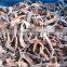 IQF Frozen black fungus strips