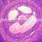 Medical Science Subject and Biological Tissue cells slide prepared slides in human histology