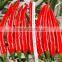 Hybrid F1 Pepper seeds hot pepper seeds for growing-Chcbi
