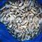 IQF Frozen New Season Pleurotus Eryngii Frozen Mushroom 2015 New Price