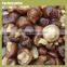 shiitake pilze zubereiten