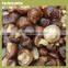 shiitake mushrooms for sale