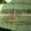 organic peeled shine skin pumpkin seeds price