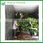 Ficus Bonsai Ornamental Foliage Plants