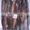 iqf peru illex squid