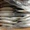 pacific mackerel 400~600g