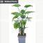 Artificial decorative banana tree ficus tree branch live bonsai tree for home and office decoration