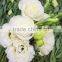 Best Price Fresh Cut Flowers White Eustoma For Sale