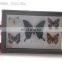 Butterfly framed 15*25cm butterfly specimens frame