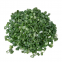 New harvest wholesales freeze dried spring onion